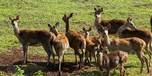 Bel ombre wilderness tour at bel ombre nature reserve (7)